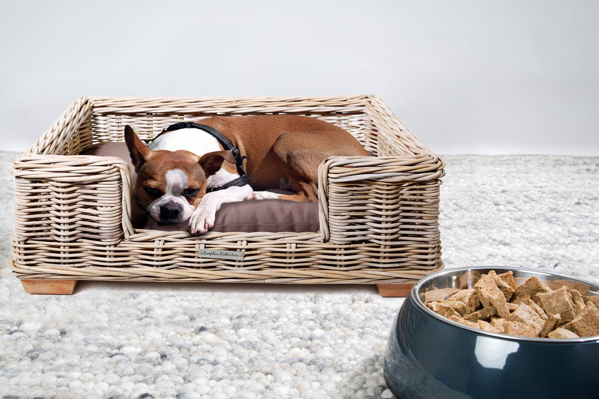 Beeztees Store 27 Beeztees Store -Beeztees Store 485904581 3544170215885735 8120534043186595183 n