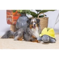 Beeztees Hide And Seek Schildo -Beeztees Store beeztees hide and seek schildo 221787 0500 none