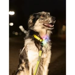 Beeztees Safety Gear Parinca Premium Halsband 13 Beeztees Safety Gear Parinca Premium Halsband -Beeztees Store beeztees safety gear parinca premium halsband 215003 0500 none