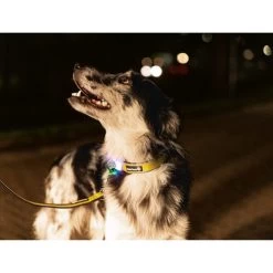 Beeztees Safety Gear Parinca Premium Hundeleine -Beeztees Store beeztees safety gear parinca premium hondenriem 215048 0500 none