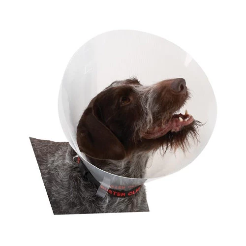 Buster Transparent Classic Collar 1 Buster Transparent Classic Collar