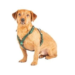 DWAM Hundegschirr Ivy -Beeztees Store dwam hondentuigje ivy 182743 0500 none