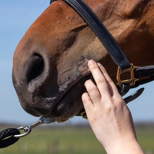 Equi Protecta Pferdesalbe 2 Equi Protecta Pferdesalbe – Bild 2