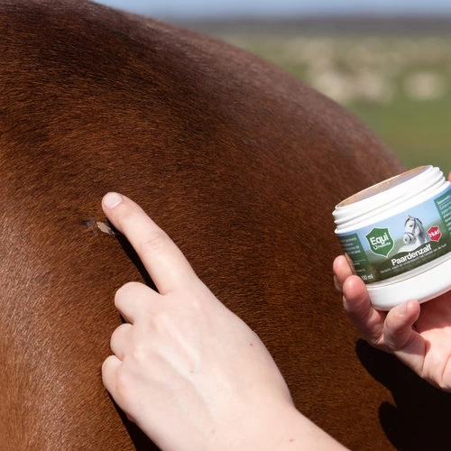 Equi Protecta Pferdesalbe 3 Equi Protecta Pferdesalbe – Bild 3