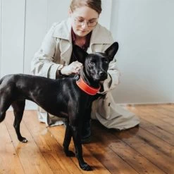 Hunter Halsband Divo -Beeztees Store hunter halsband divo 208013 0500 none