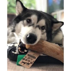 I&I Pet Supplies Kaffeebaum Kauwurzel 8 I&I Pet Supplies Kaffeebaum Kauwurzel -Beeztees Store ii pet supplies koffieboom kauw wortel 129623 0500 none