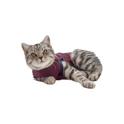 Jacketz Medical Body Suit Für Katzen -Beeztees Store jacketz medical body suit kat 154147 0500 none