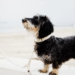 Kentucky Dogwear Hundehalsband Wool 25 Kentucky Dogwear Hundehalsband Wool -Beeztees Store kentucky dogwear hondenhalsband wool 219704 0500 none