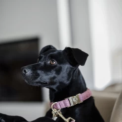 Kentucky Dogwear Hundehalsband Wool 19 Kentucky Dogwear Hundehalsband Wool -Beeztees Store kentucky dogwear hondenhalsband wool 219710 0500 none