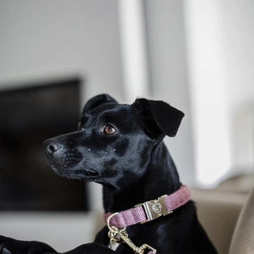 Kentucky Dogwear Hundehalsband Wool 4 Kentucky Dogwear Hundehalsband Wool – Bild 4