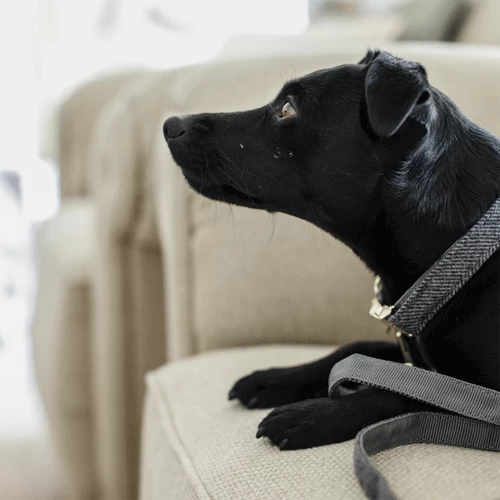 Kentucky Dogwear Hundehalsband Wool 2 Kentucky Dogwear Hundehalsband Wool – Bild 2