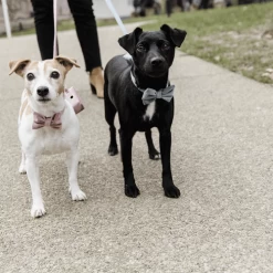 Kentucky Dogwear Fliege Samt -Beeztees Store kentucky dogwear hondenstrikje velvet 219174 0500 none