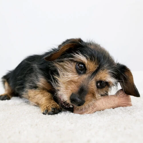 KONG ChewStix Ultra Stick 5 KONG ChewStix Ultra Stick – Bild 5