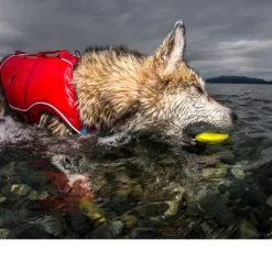 Kurgo Skipping Stones 11 Kurgo Skipping Stones -Beeztees Store kurgo skipping stones 99608 0500 none