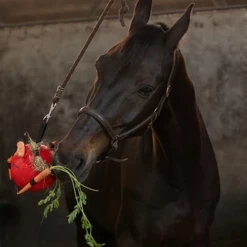 Maximus Fun Play Ball Für Pferde -Beeztees Store maximus fun play ball voor paarden 207833 0500 none