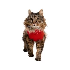 Medical Pet Shirt Katze -Beeztees Store medical pet shirt kat 167404 0500 none