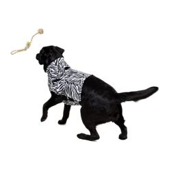 Medical Pet Top Shirt Zebra 7 Medical Pet Top Shirt Zebra -Beeztees Store medical pet top shirt zebraprint 150701 0500 none