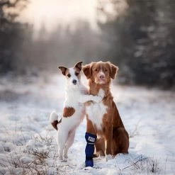 Medical Pet Shirt Boot -Beeztees Store medical pets boot 167509 0500 none