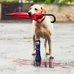 Medical Pet Shirt Boot -Beeztees Store medical pets boot 167512 0500 none