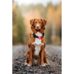 Orbiloc Dog Dual Safety Light 20 Orbiloc Dog Dual Safety Light -Beeztees Store orbiloc led veiligheidslamp 188108 0500 none