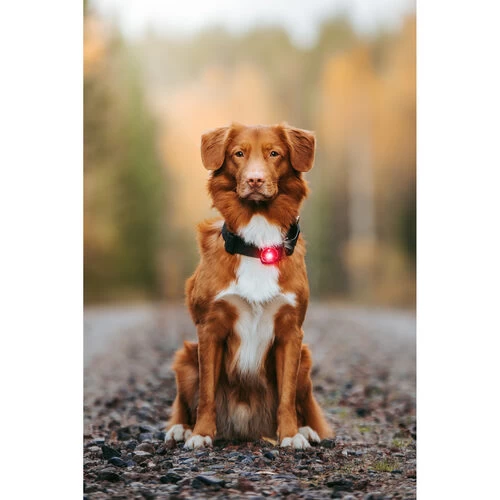 Orbiloc Dog Dual Safety Light 5 Orbiloc Dog Dual Safety Light – Bild 5