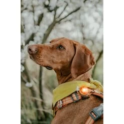 Orbiloc Dog Dual Safety Light 19 Orbiloc Dog Dual Safety Light -Beeztees Store orbiloc led veiligheidslamp 188115 0500 none