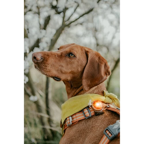 Orbiloc Dog Dual Safety Light 4 Orbiloc Dog Dual Safety Light – Bild 4