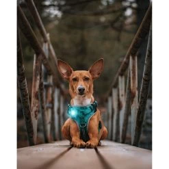 Orbiloc Dog Dual Safety Light 21 Orbiloc Dog Dual Safety Light -Beeztees Store orbiloc led veiligheidslamp 188118 0500 none