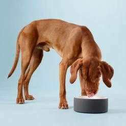 PAIKKA Cool Bowl -Beeztees Store paikka cool bowl 217839 0500 none