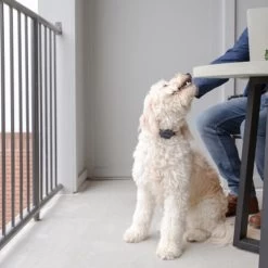 PetSafe Anti-Bell-Halsband 7 PetSafe Anti-Bell-Halsband -Beeztees Store petsafe anti blafhalsband 208109 0500 none