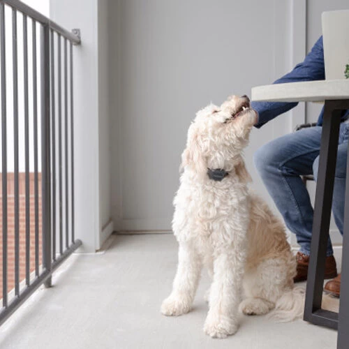 PetSafe Anti-Bell-Halsband 4 PetSafe Anti-Bell-Halsband – Bild 4