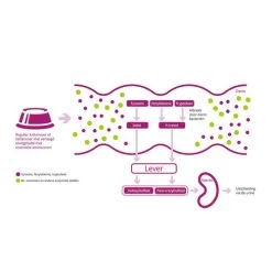 Porus One -Beeztees Store porus one 134455 0500 none