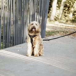 Kentucky Dog Harness Active Velvet 12 Kentucky Dog Harness Active Velvet -Beeztees Store prod 15744 218994 0500 none