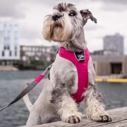 DOG Copenhagen Comfort Walk Pro Geschirr -Beeztees Store prod 15938 220300 0500 none