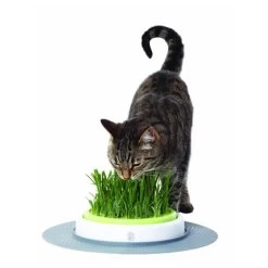 Catit Senses Katzengrassamenset -Beeztees Store product catit senses grass garden none 4 1465980270 69885