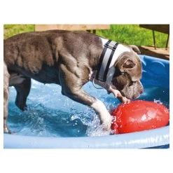 Jolly Egg -Beeztees Store product jolly egg none 4 1496839894 86968