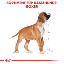 Royal Canin Boxer Puppy - Hundefutter -Beeztees Store royal canin boxer puppy hondenvoer 137491 0500 none