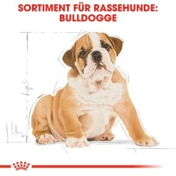Royal Canin Bulldog Puppy - Hundefutter -Beeztees Store royal canin bulldog puppy hondenvoer 137812 0500 none