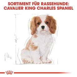 Royal Canin Cavalier King Charles Puppy - Hundefutter -Beeztees Store royal canin cavalier king charles puppy hondenvoer 137932 0500 none