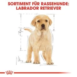 Royal Canin Labrador Retriever Puppy - Hundefutter -Beeztees Store royal canin labrador retriever puppy hondenvoer 139438 0500 none