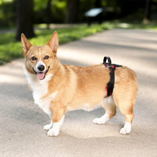 PetSafe Carelift - Tragesystem / Tragegeschirr Für Hunde 9 PetSafe Carelift - Tragesystem / Tragegeschirr Für Hunde – Bild 9