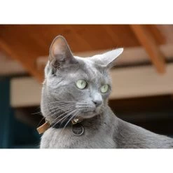 Spotted! Pro Dog & Cat -Beeztees Store spotted pro dog cat 166915 0500 none