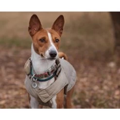 Spotted! Pro Dog & Cat -Beeztees Store spotted pro dog cat 166918 0500 none