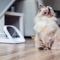 Surefeed Connect Mikrochip-Futterautomat -Beeztees Store surefeed microchip voerbak connect 221224 0500 none