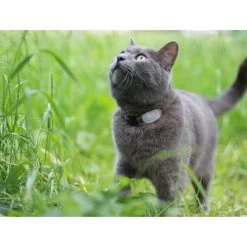 Tabcat Cat Tracker -Beeztees Store tabcat cat tracker 217030 0500 none
