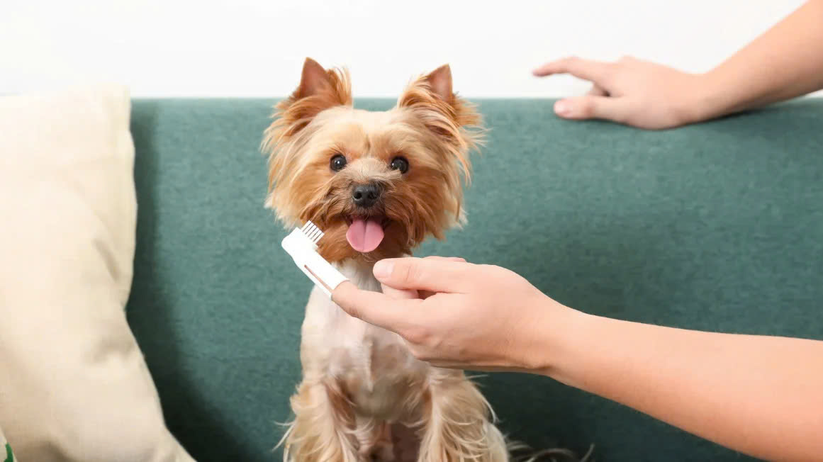 Beeztees Store -Beeztees Store z6553344235316 f68f6617ef7140057972fe5bcaa54357