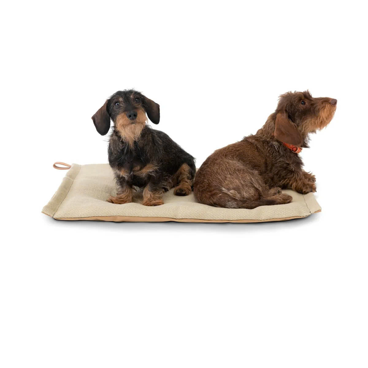 Beeztees Store 29 Beeztees Store -Beeztees Store z6553390599268 9dbfd26a64aa9fd3182a7d323b1d4bde